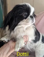 California Dottii , a female Japanese Chin for sale in Arroyo Grande, CA – 10 of 10