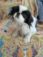 California Dottii , a female Japanese Chin for sale in Arroyo Grande, CA – 7 of 10