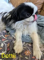 California Dottii , a female Japanese Chin for sale in Arroyo Grande, CA – 6 of 10