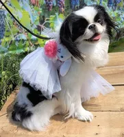 California Dottii , a female Japanese Chin for sale in Arroyo Grande, CA – Photo 1 of 4