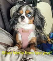California Jerry, a male Cavalier King Charles Spaniel for sale in Arroyo Grande, CA – 1 of 10