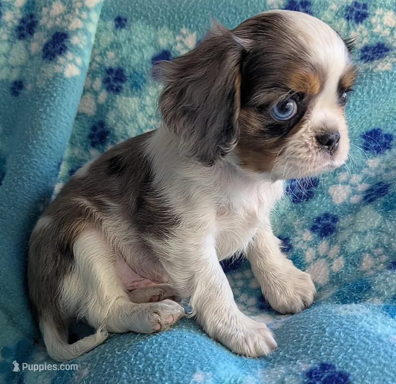California Basil Blue Eyes – Cavalier King Charles Spaniel puppy for sale in Arroyo Grande, CA