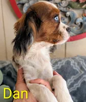 California Chuck, a male Cavalier King Charles Spaniel for sale in Arroyo Grande, CA – 3 of 10