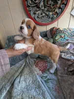 California Arthur , a male Cavalier King Charles Spaniel for sale in Arroyo Grande, CA – 7 of 10