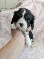 CALIFORNIA Torrey, a female Cavalier King Charles Spaniel for sale in Arroyo Grande, CA – 5 of 10