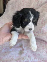CALIFORNIA Torrey, a female Cavalier King Charles Spaniel for sale in Arroyo Grande, CA – 2 of 10
