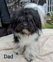 California AKC Amy, a female Havanese for sale in Arroyo Grande, CA – Photo 8 of 10