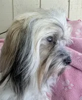 California AKC Amy, a female Havanese for sale in Arroyo Grande, CA – Photo 6 of 10