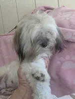 California AKC Amy, a female Havanese for sale in Arroyo Grande, CA – Photo 7 of 10