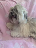 California AKC Amy, a female Havanese for sale in Arroyo Grande, CA – Photo 4 of 10