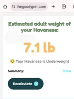 California AKC Amy, a female Havanese for sale in Arroyo Grande, CA – Photo 5 of 10