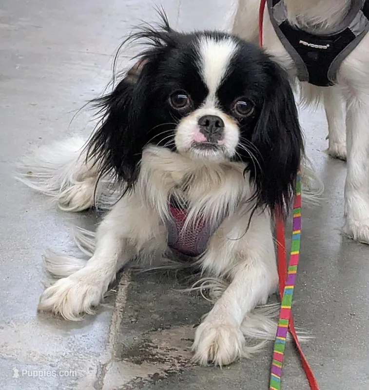 California Polka – Cavalier King Charles Spaniel, Japanese Chin puppy for sale in Arroyo Grande, CA
