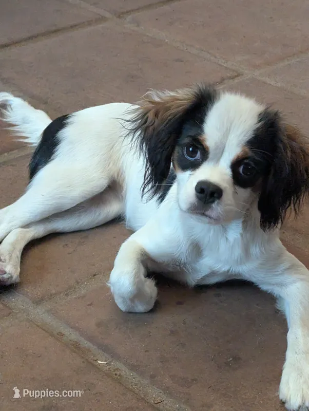 California/Oregon Frida – Cavalier King Charles Spaniel, Japanese Chin puppy for sale in Arroyo Grande, CA