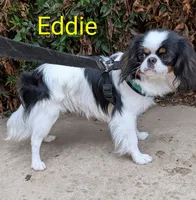California Eddie, a male Japanese Chin for sale in Arroyo Grande, CA – 3 of 9