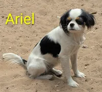 California/Oregon Ariel , a female Cavalier King Charles Spaniel for sale in Arroyo Grande, CA – 3 of 4