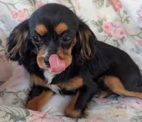 California-Oregon Lyndie, a female Cavalier King Charles Spaniel for sale in Arroyo Grande, CA – 10 of 10