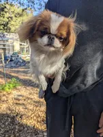 California-Oregon Rikii, a male Japanese Chin for sale in Arroyo Grande, CA – 3 of 10