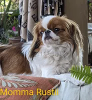 California-Oregon Rikii, a male Japanese Chin for sale in Arroyo Grande, CA – 9 of 10