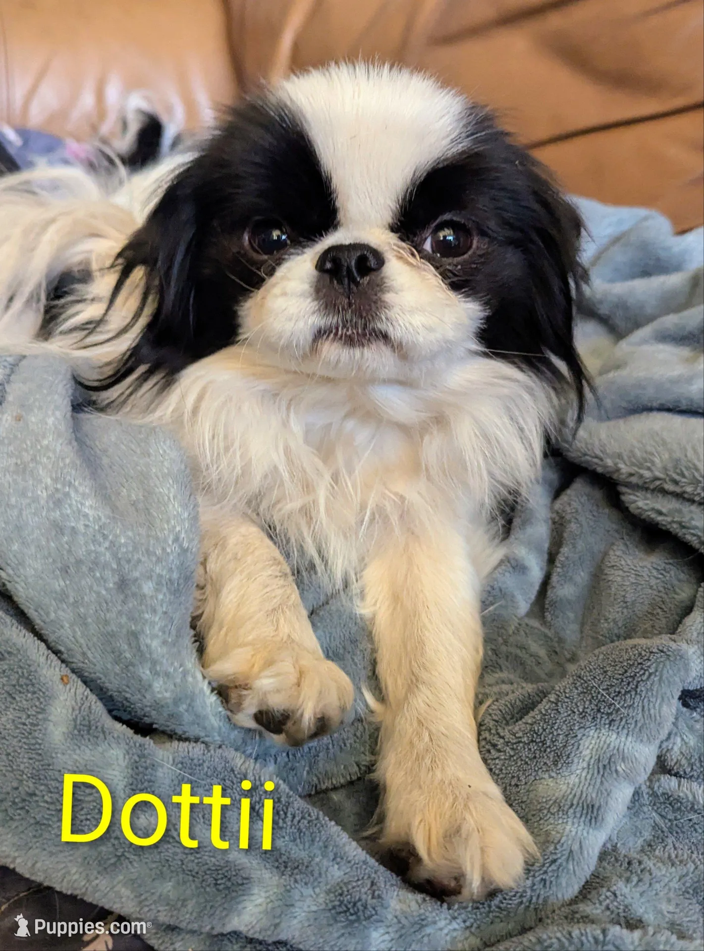 California Dottii , a female Japanese Chin for sale in Arroyo Grande, CA – 5 of 10