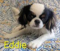 California-Oregon Eddie, a male Japanese Chin for sale in Arroyo Grande, CA – 2 of 10