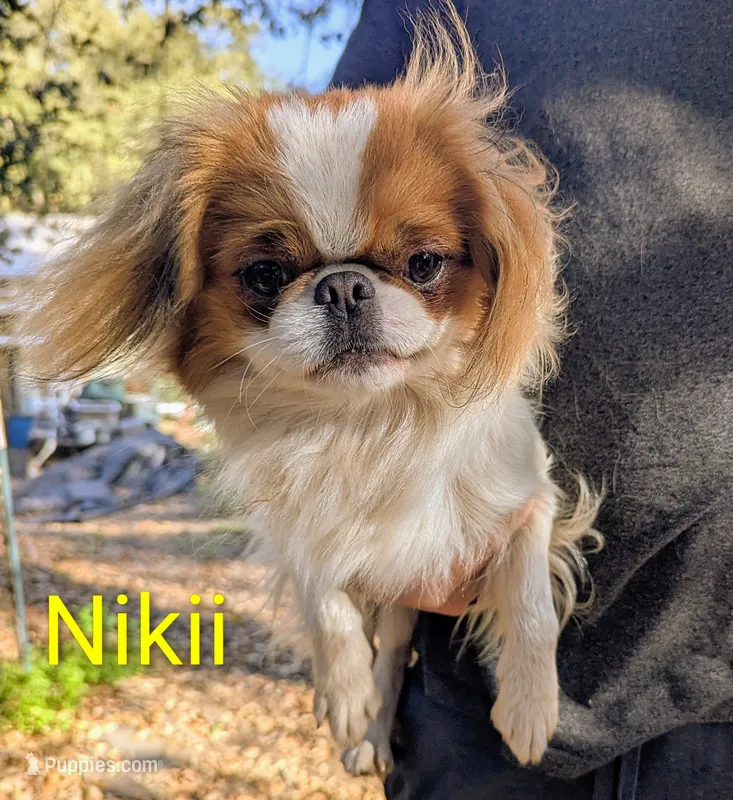 California-Oregon Rikii – Japanese Chin puppy for sale in Arroyo Grande, CA