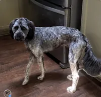 California Emerson , a male Double Doodle for sale in Arroyo Grande, CA – 6 of 6