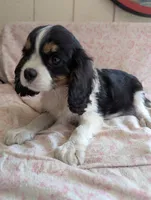 CALIFORNIA/Oregon Torrey, a female Cavalier King Charles Spaniel for sale in Arroyo Grande, CA – 4 of 10