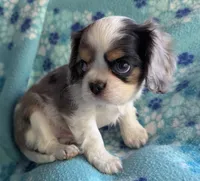 CA-CO Basil Blue Eyes, a male Cavalier King Charles Spaniel for sale in Arroyo Grande, CA – 4 of 10