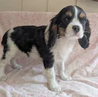 CALIFORNIA/Oregon Torrey, a female Cavalier King Charles Spaniel for sale in Arroyo Grande, CA – 2 of 10