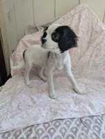 California/Oregon Fiona, a female Cavalier King Charles Spaniel and Japanese Chin for sale in Arroyo Grande, CA – 8 of 10