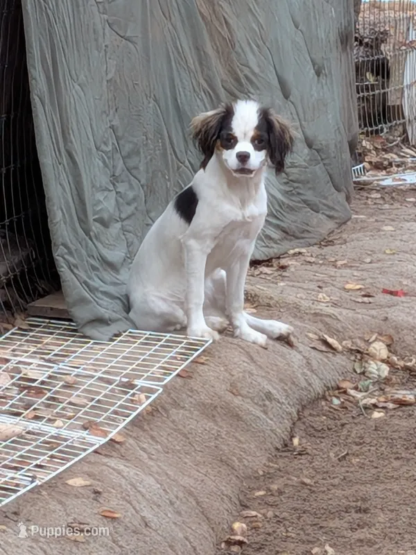California "Poof" – Cavalier King Charles Spaniel, Japanese Chin puppy for sale in Arroyo Grande, CA