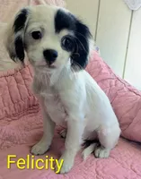 California-Oregon Felicity , a female Cavalier King Charles Spaniel and Japanese Chin for sale in Arroyo Grande, CA – 6 of 10