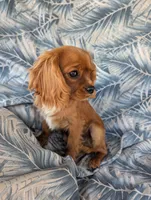 California Shamus, a male Cavalier King Charles Spaniel for sale in Arroyo Grande, CA – 7 of 10