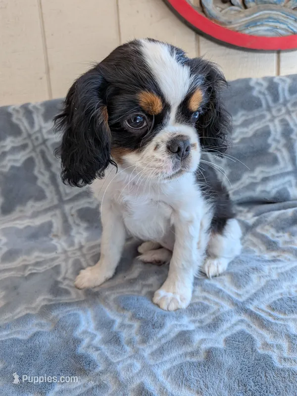 California Dean – Cavalier King Charles Spaniel puppy for sale in Arroyo Grande, CA