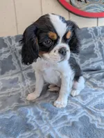 California Dean, a male Cavalier King Charles Spaniel for sale in Arroyo Grande, CA – 1 of 10