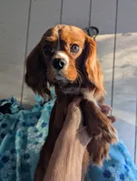 California Rudy, a male Cavalier King Charles Spaniel for sale in Arroyo Grande, CA – Photo 8 of 8