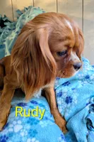 California Rudy, a male Cavalier King Charles Spaniel for sale in Arroyo Grande, CA – Photo 7 of 8