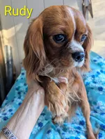 California Rudy, a male Cavalier King Charles Spaniel for sale in Arroyo Grande, CA – Photo 5 of 8