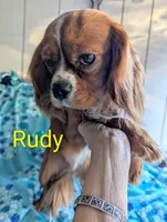 California Rudy, a male Cavalier King Charles Spaniel for sale in Arroyo Grande, CA – Photo 4 of 8
