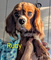 California Rudy, a male Cavalier King Charles Spaniel for sale in Arroyo Grande, CA – Photo 3 of 8