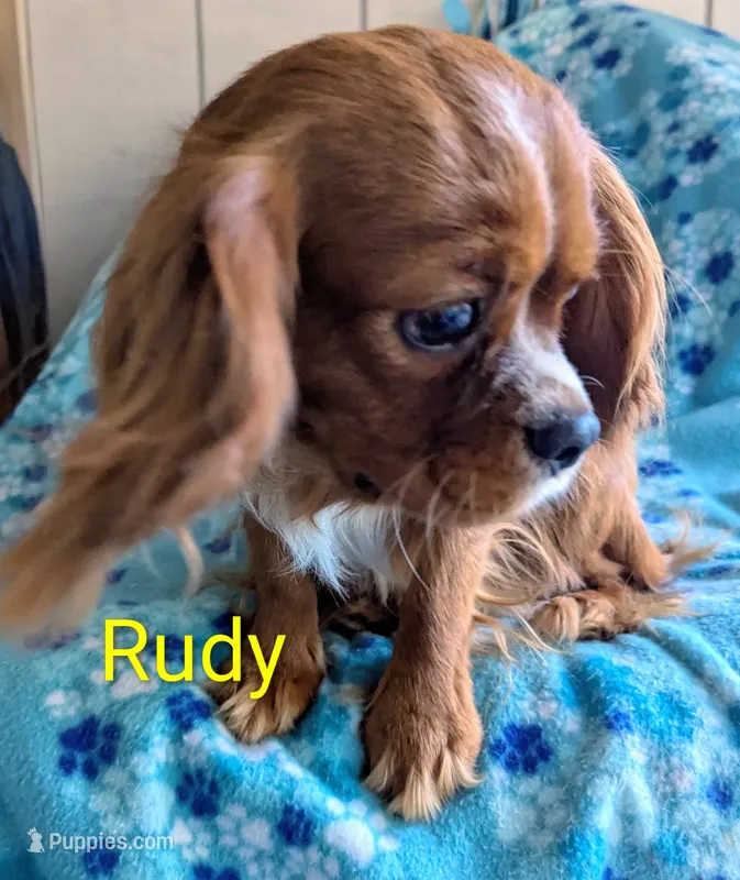California Rudy
