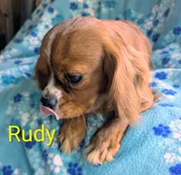 California Rudy, a male Cavalier King Charles Spaniel for sale in Arroyo Grande, CA – Photo 2 of 8