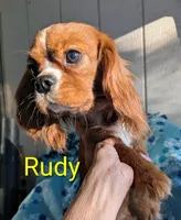 California Rudy, a male Cavalier King Charles Spaniel for sale in Arroyo Grande, CA – Photo 6 of 8