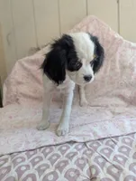 California/Oregon Fiona, a female Cavalier King Charles Spaniel and Japanese Chin for sale in Arroyo Grande, CA – 5 of 10