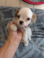 Archie in California, a male Cavalier King Charles Spaniel for sale in Arroyo Grande, CA – 4 of 9