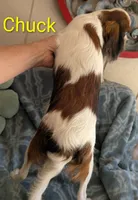 California Chuck, a male Cavalier King Charles Spaniel for sale in Arroyo Grande, CA – 5 of 10