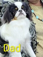 California Gichii , a male Japanese Chin for sale in Arroyo Grande, CA – 10 of 10