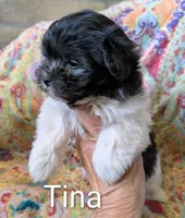 Calif-Las Vegas Tina, a female Havanese for sale in Arroyo Grande, CA – Photo 2 of 10