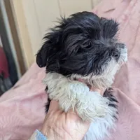 California Blessy, a female Havanese for sale in Arroyo Grande, CA – Photo 4 of 10