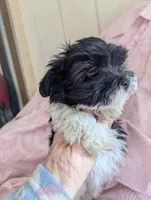 California Tina, a female Havanese for sale in Arroyo Grande, CA – Photo 4 of 10